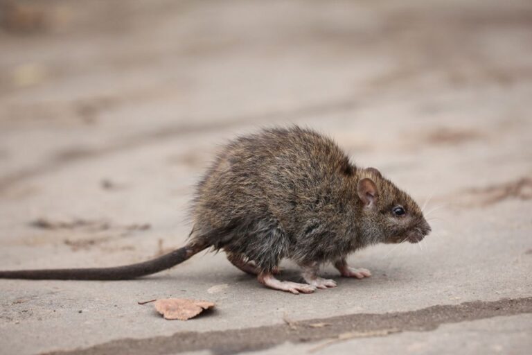 Rengøring efter rotter – Effektive metoder og tips